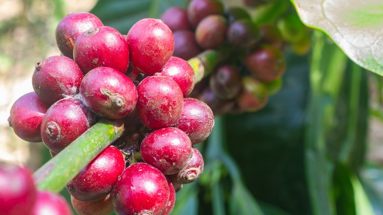 What Makes Liberica Coffee Unique?