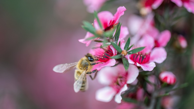 Bee collecting Manuka nectar