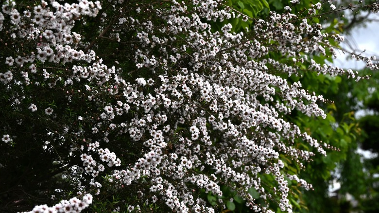 New Zealand Manuka tree