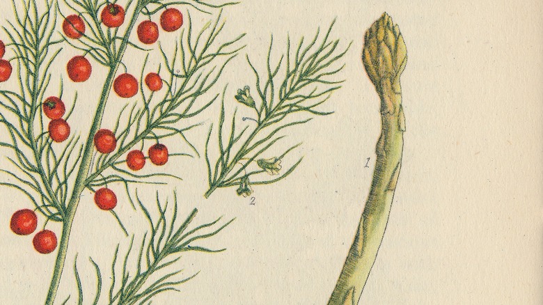 Vintage asparagus illustration