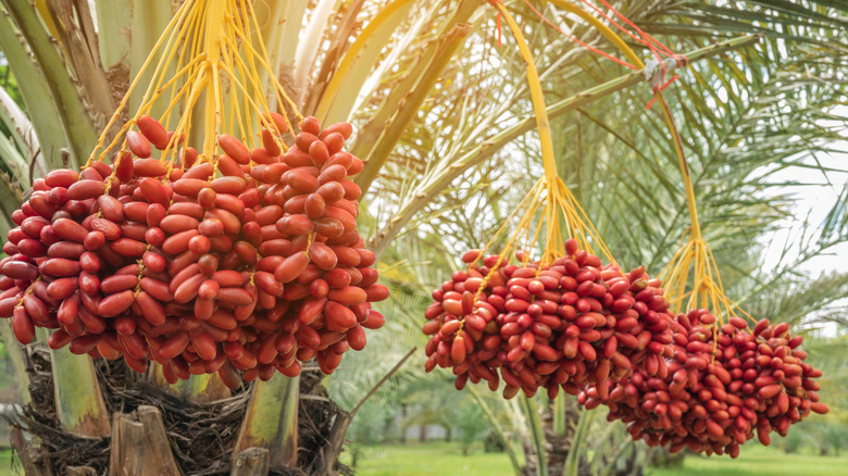 Date trees 