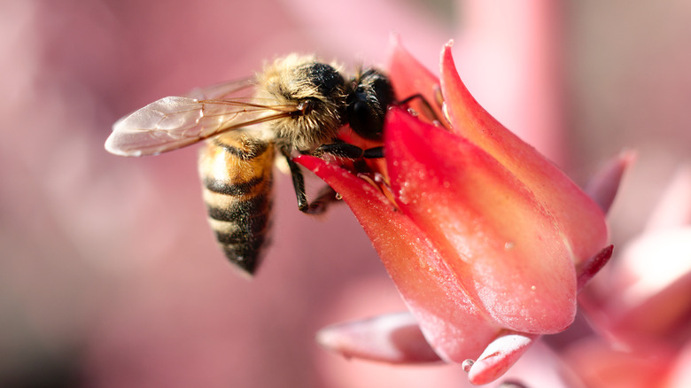 Bee on red flower in Mexico