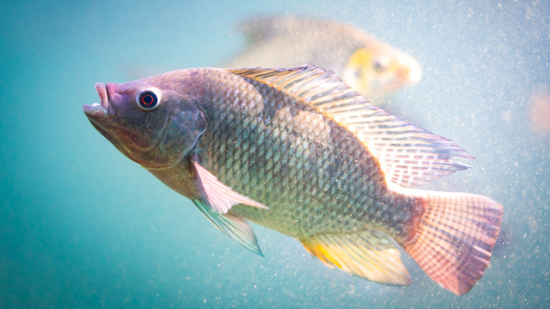 Nile tilapia in water