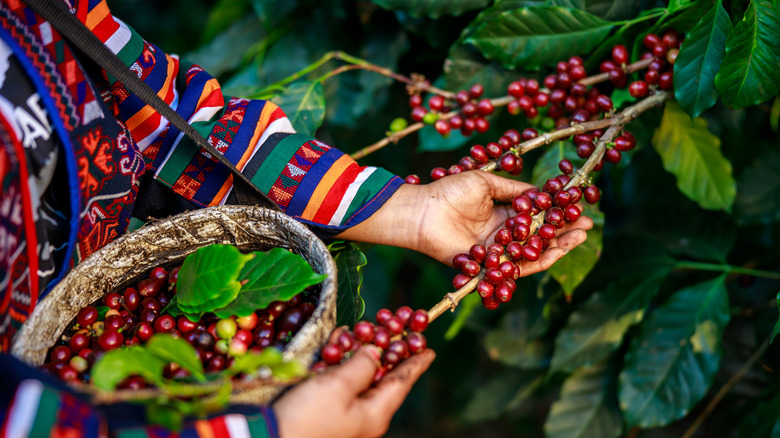 harvesting coffee cherries