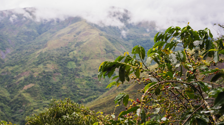 mountainous coffee plantation