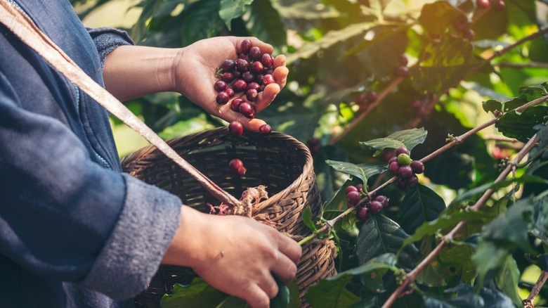 hand harvesting ripe coffee cherries