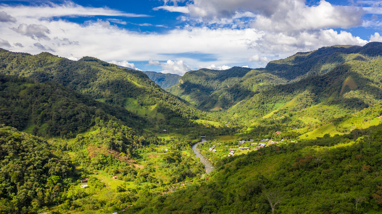 High elevation Peruvian rainforest