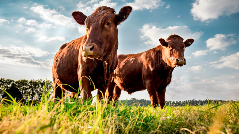 Beefmaster cattle in grassy field