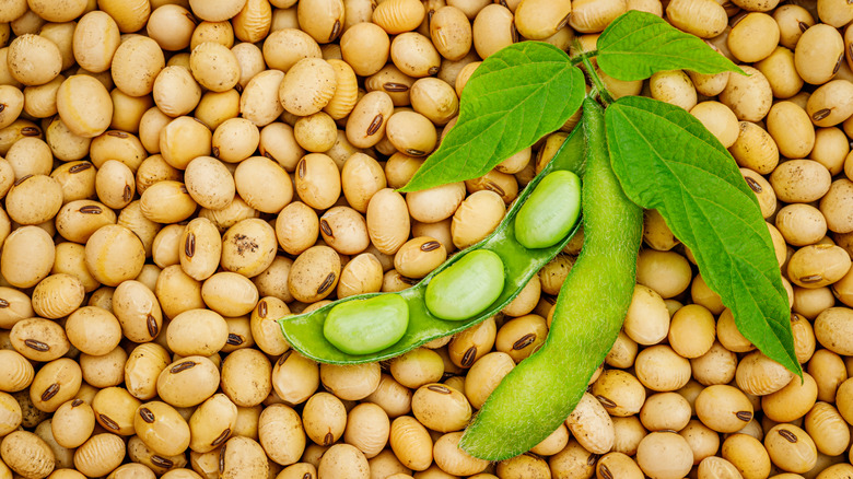 Soybeans with green leaf