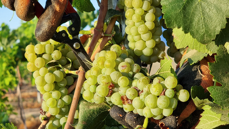 green grapes on the vine