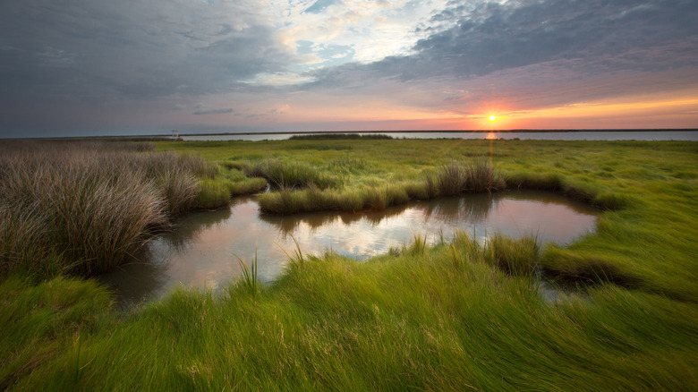 The grassy shore of Smith Island