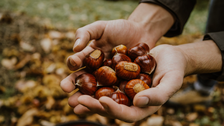 hands holding chestnuts in fall