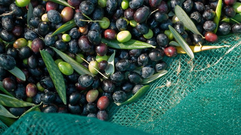 Olives in mesh netting