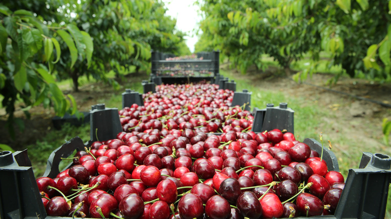 truck carting cherries in orchard
