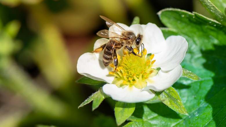 bee pollinating a strawberry flower
