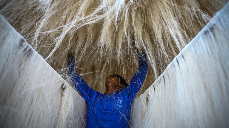 Vermicelli drying