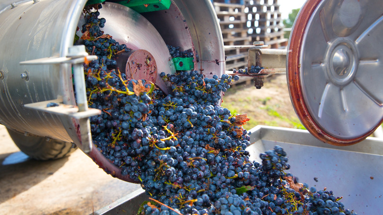 Crushing grapes for wine