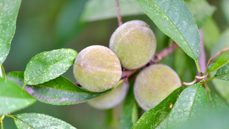 Wild peaches in tree