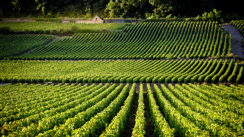 vineyards in France