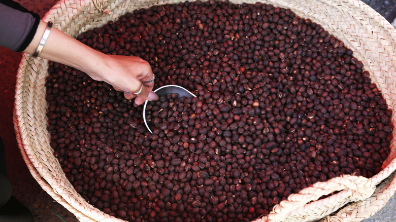 Yemeni woman scooping coffee beans