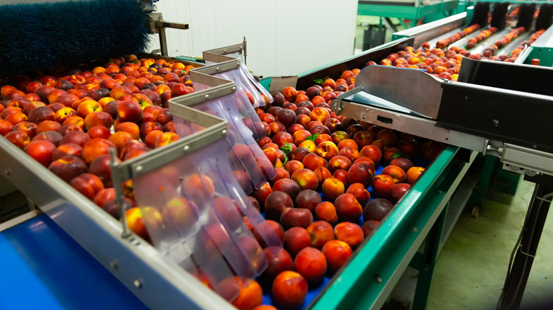Peaches on conveyor belt