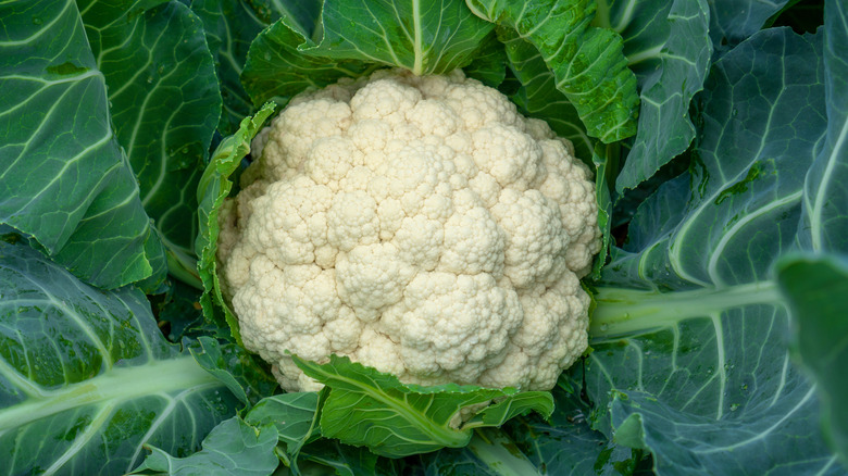 Head of fresh cauliflower