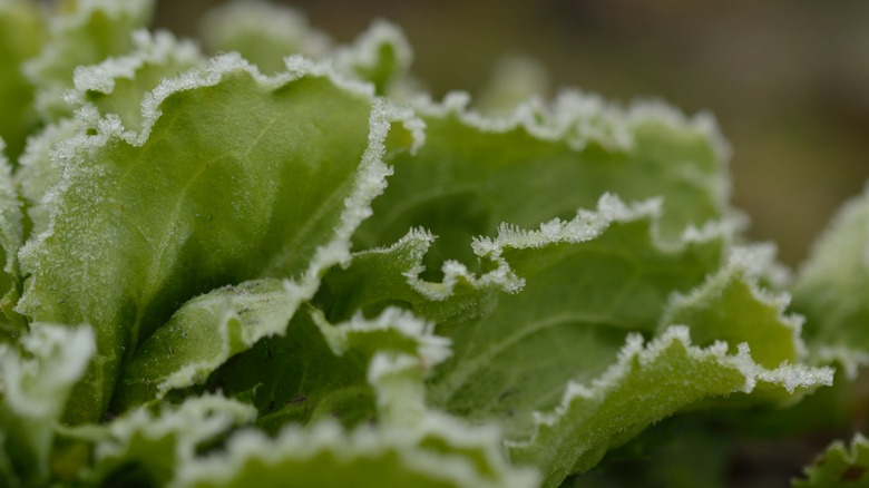 Frozen lettuce leaves