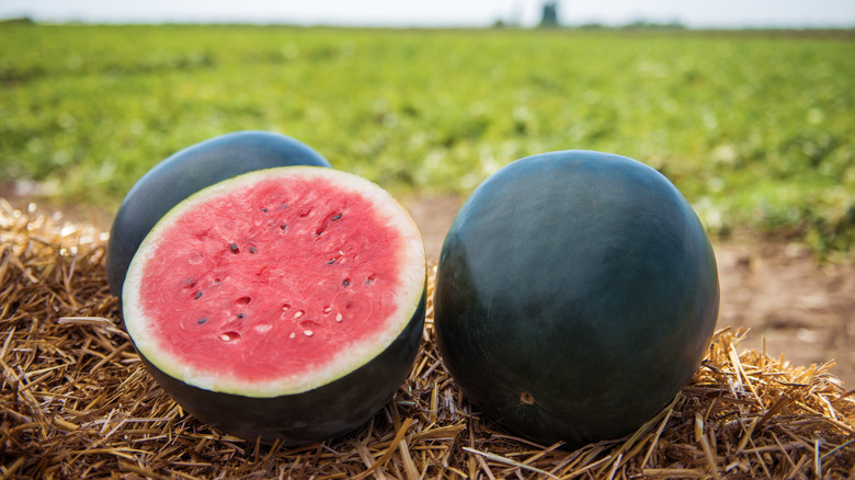 black watermelons on the ground