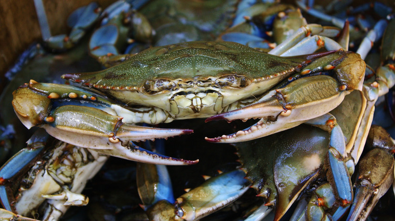 Maryland blue crabs