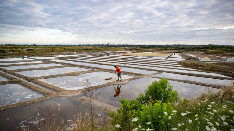 Salt marsh in Guérande, France
