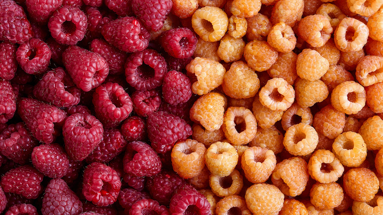 red and golden raspberries