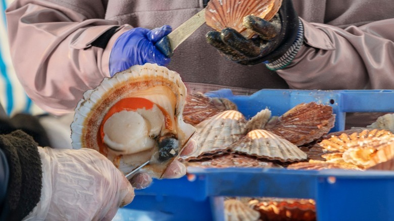 Scallops on shell being shucked