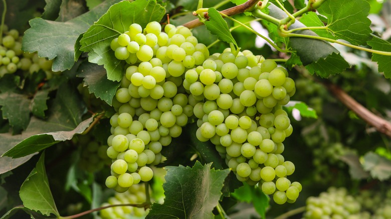 Wine grapes