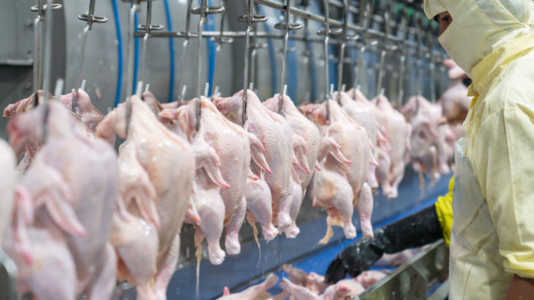 chickens being processed 