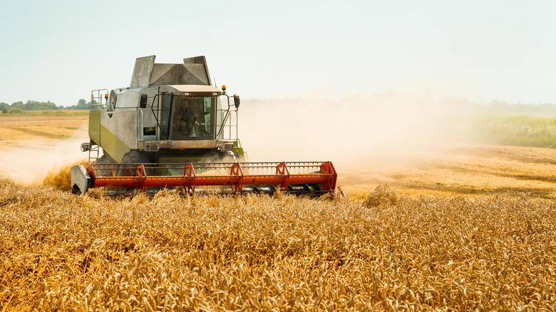 A farmer harvesting wheat fields