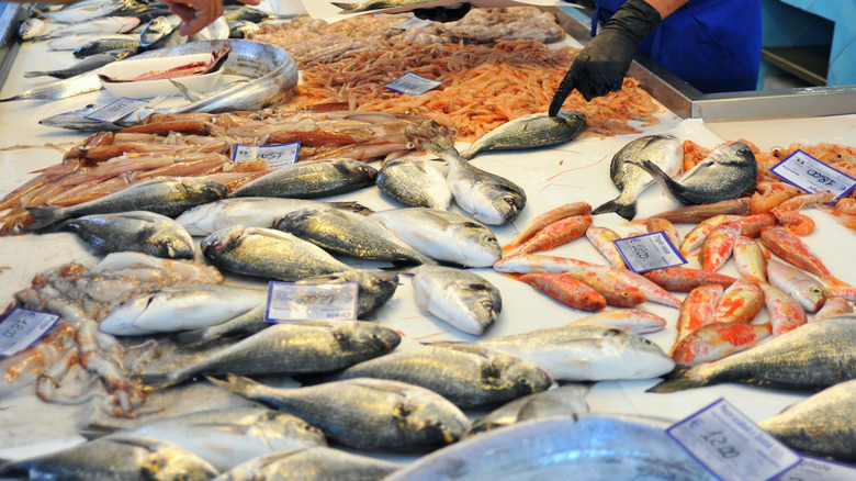 multiple kinds of fish on ice