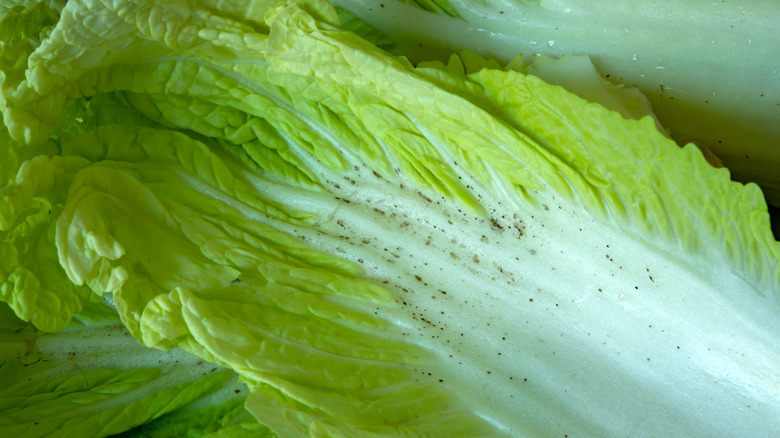Napa cabbage with pepper spots