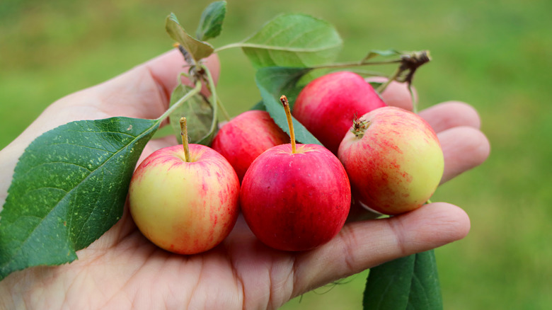 Holding fresh crab apples