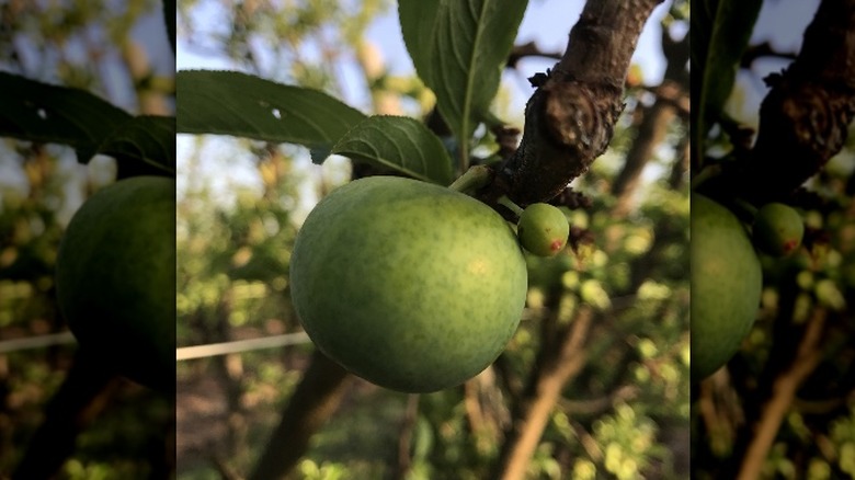 Kakadu plum on tree