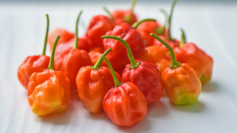 pile of scotch bonnet peppers