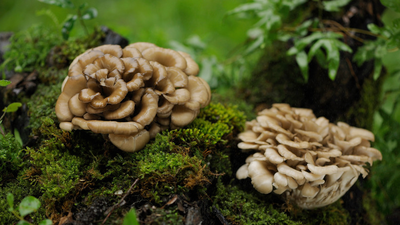 maitake mushrooms on tree