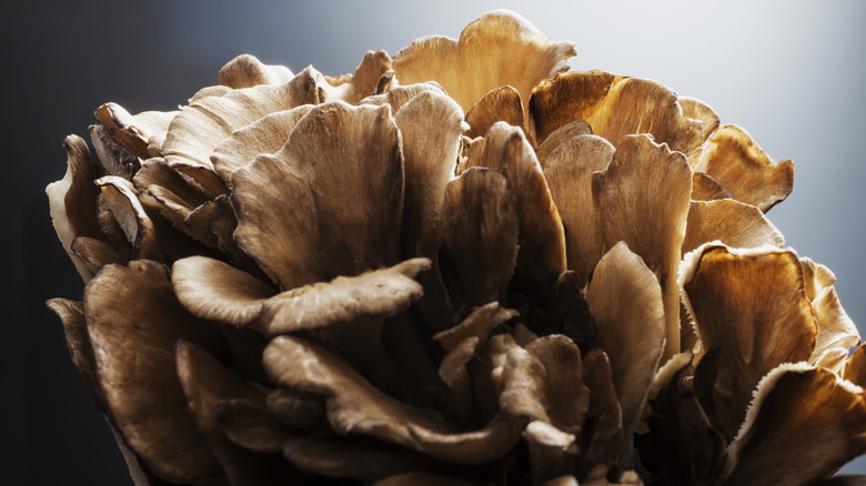 maitake mushroom cluster