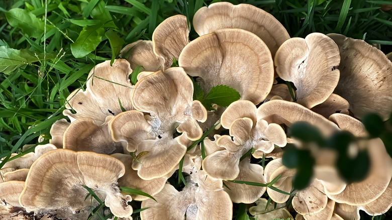 maitake mushroom in grass