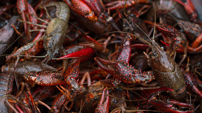 live crawfish