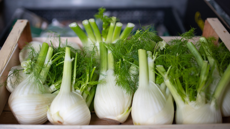 Fennel bulbs on display