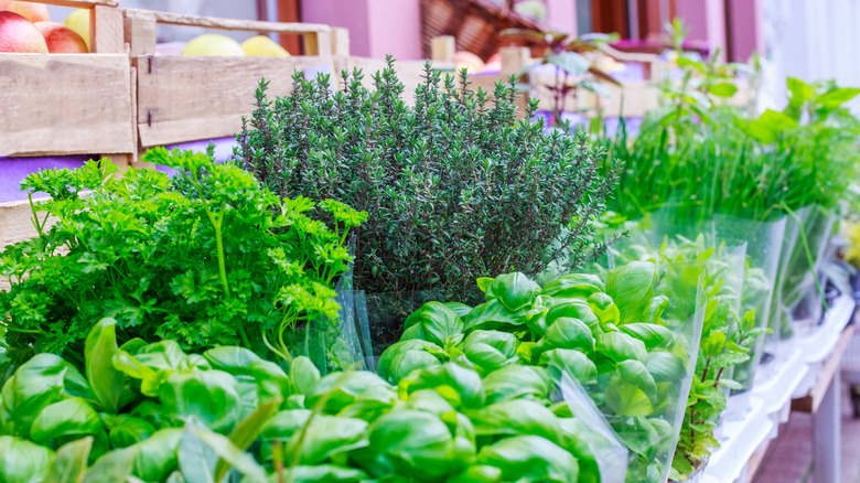 fresh herbs for sale