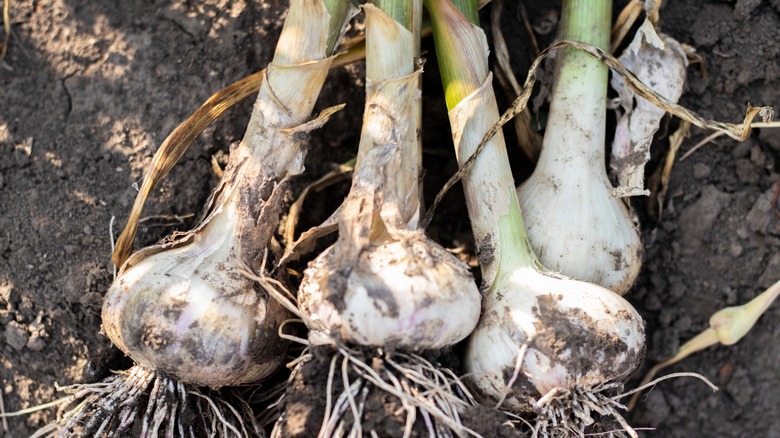 Freshly harvested garlic 