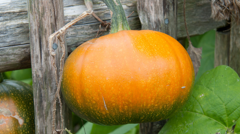 Baby Bear pumpkin on vine