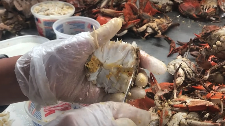 Picking crab meat