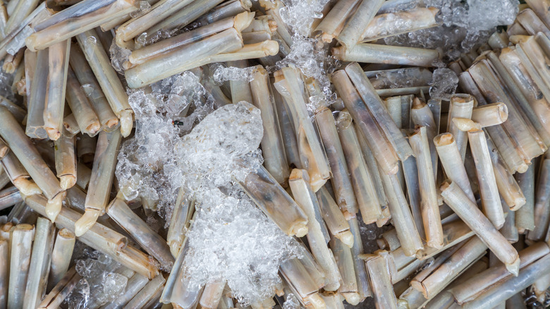 razor clams on ice